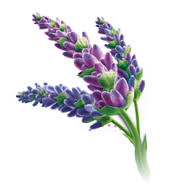Lavender Fragrance Oil - Wixy Soap - Fragrance