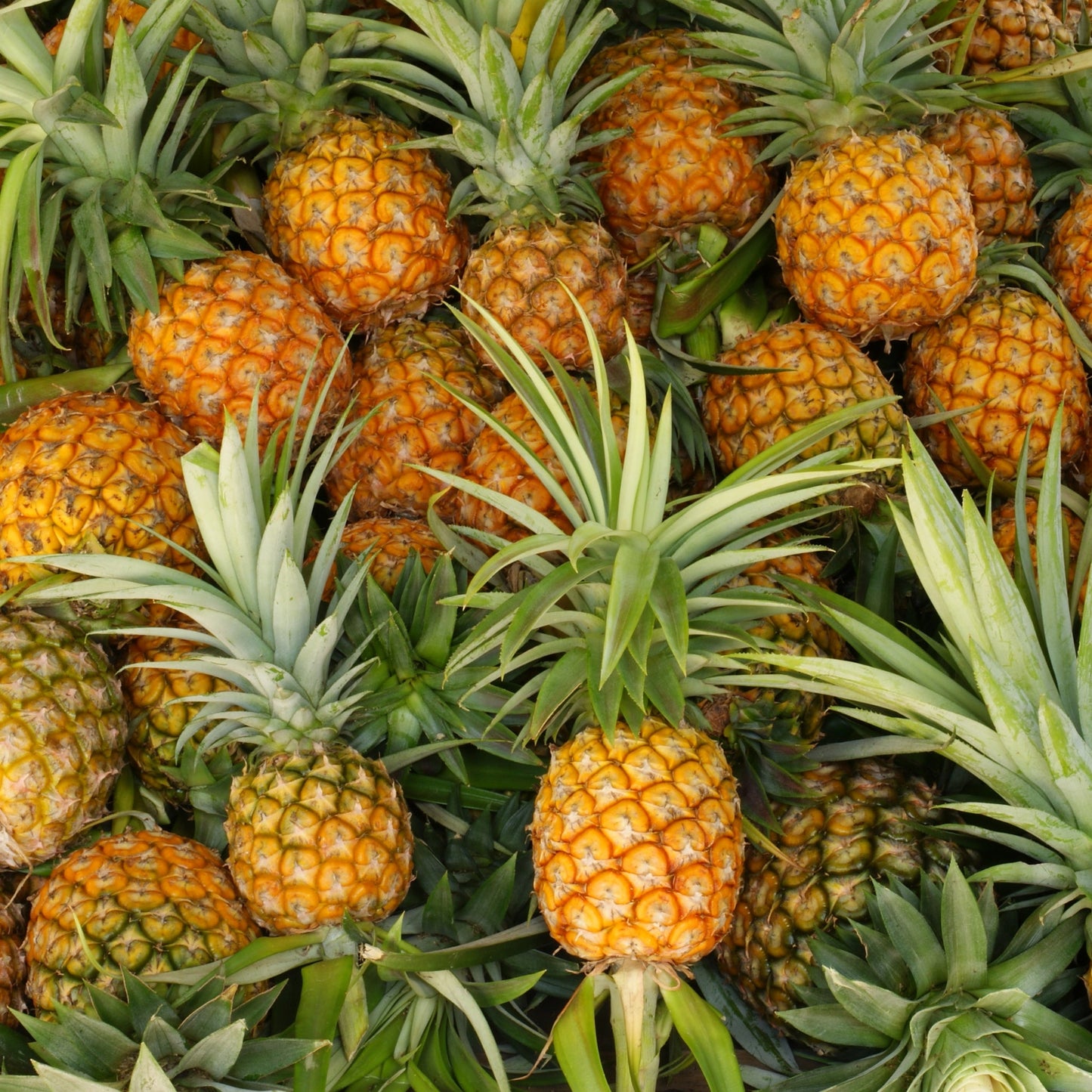 Pineapple Fragrance Oil - Wixy Soap - Fragrance