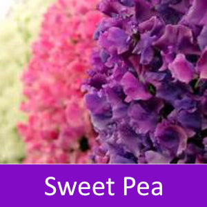 Sweet Pea Fragrance Oil - Wixy Soap - Fragrance