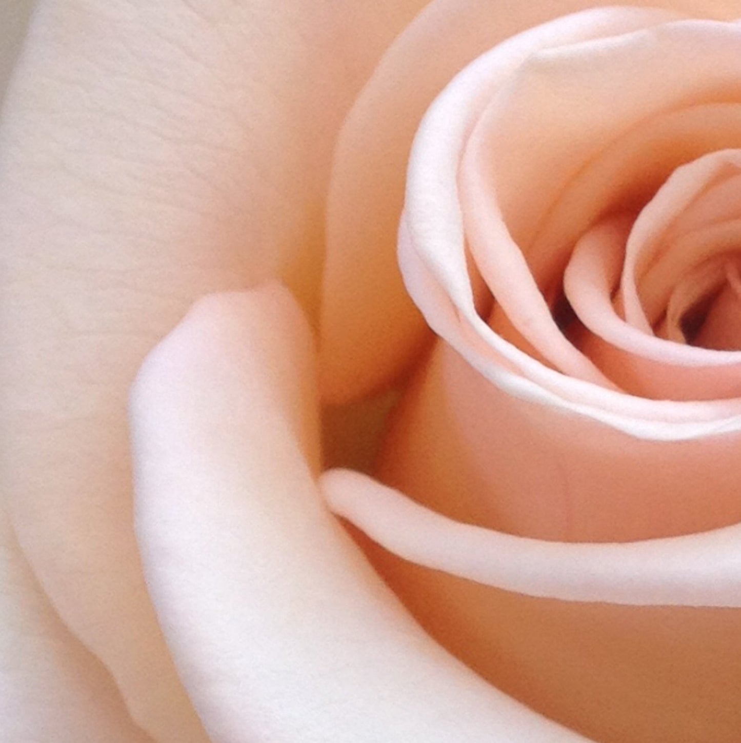 Apricot Blossoms Fragrance Oil - Wixy Soap - Fragrance