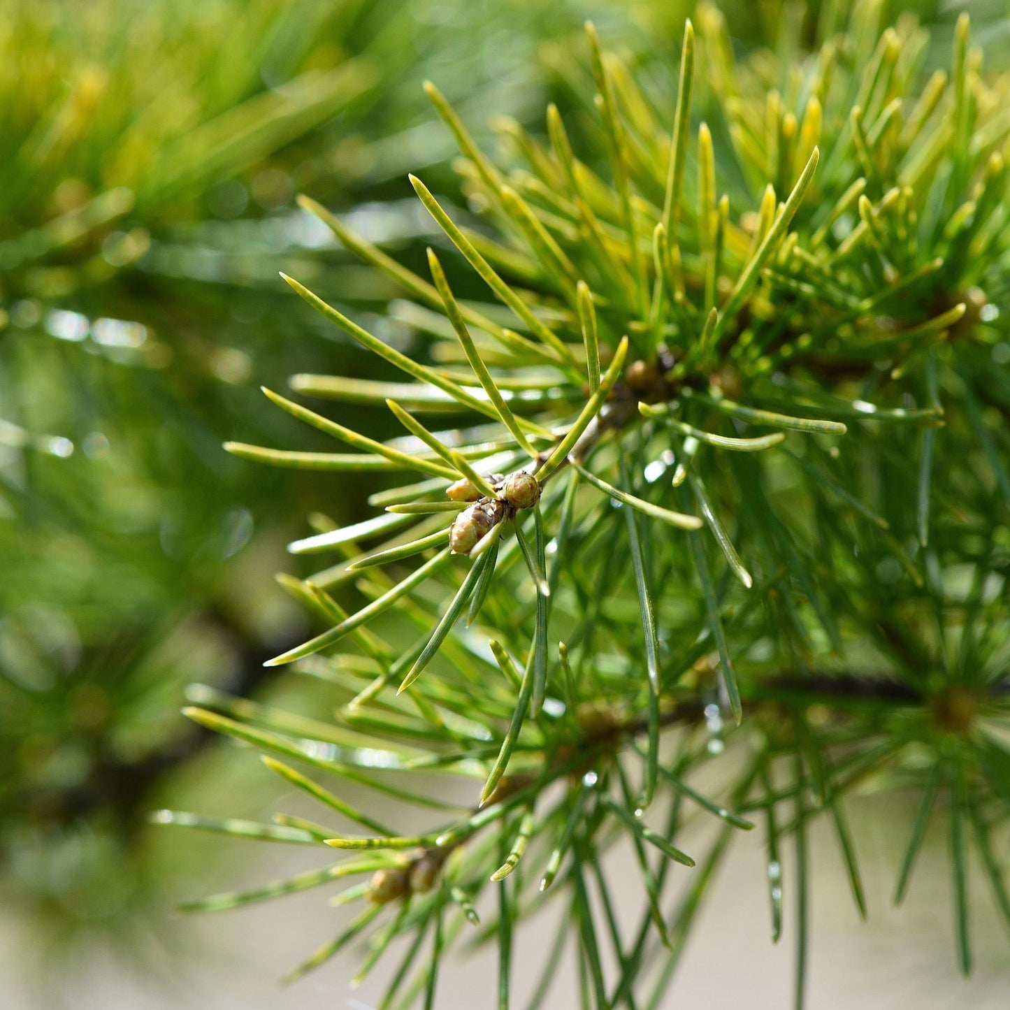 Balsam Cedar Fragrance Oil - Wixy Soap - Fragrance