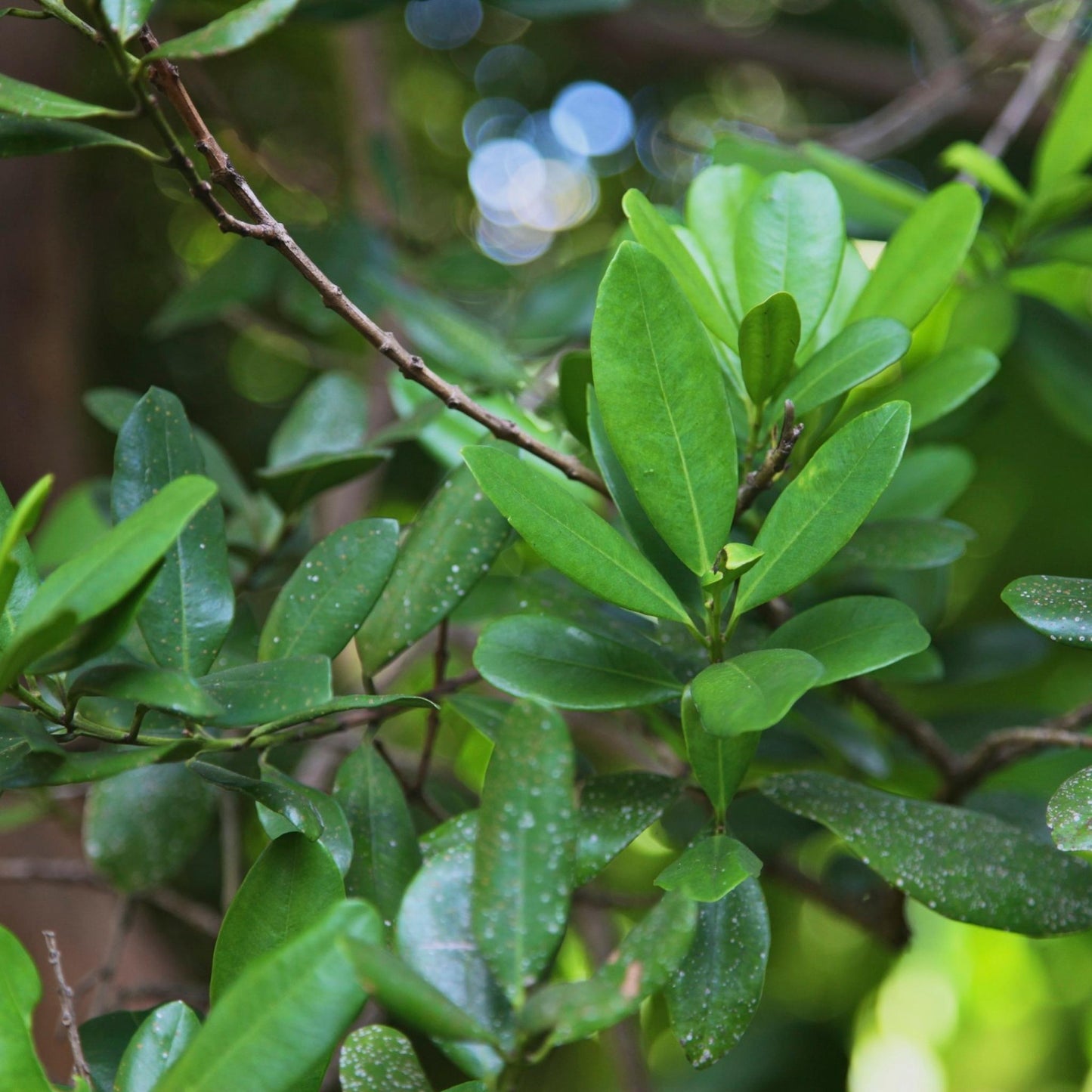 Bay Rum Fragrance Oil - Wixy Soap - Fragrance