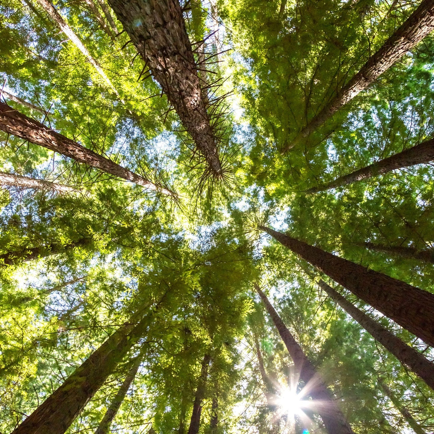 Cedar and White Oak Fragrance Oil - Wixy Soap - Fragrance