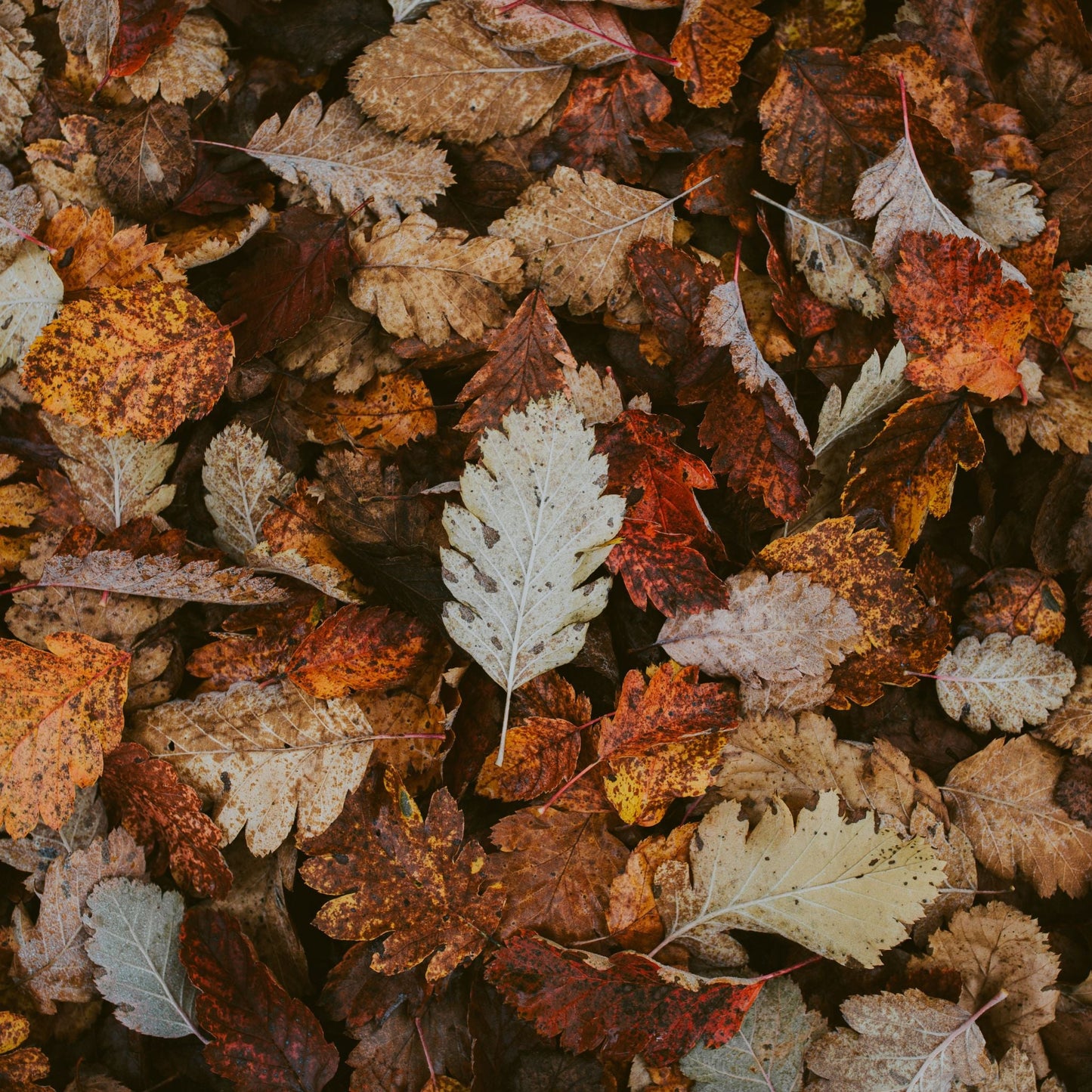 Crisp Fall Night Fragrance Oil - Wixy Soap - Fragrance