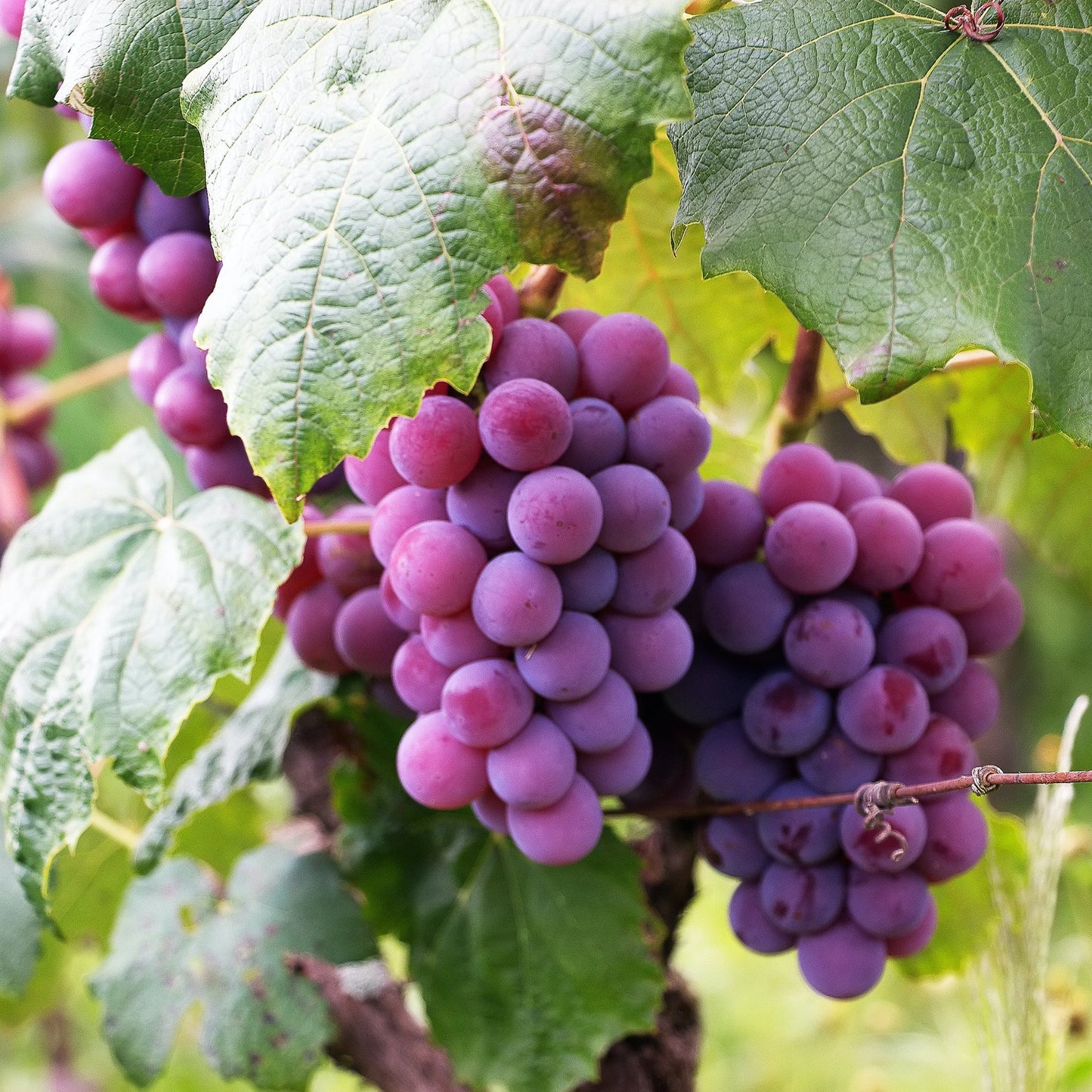 Grape Fragrance Oil - Wixy Soap - Fragrance