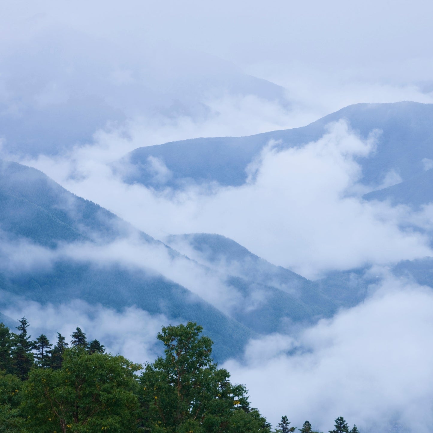 Mountain Rain Fragrance Oil - Wixy Soap - Fragrance