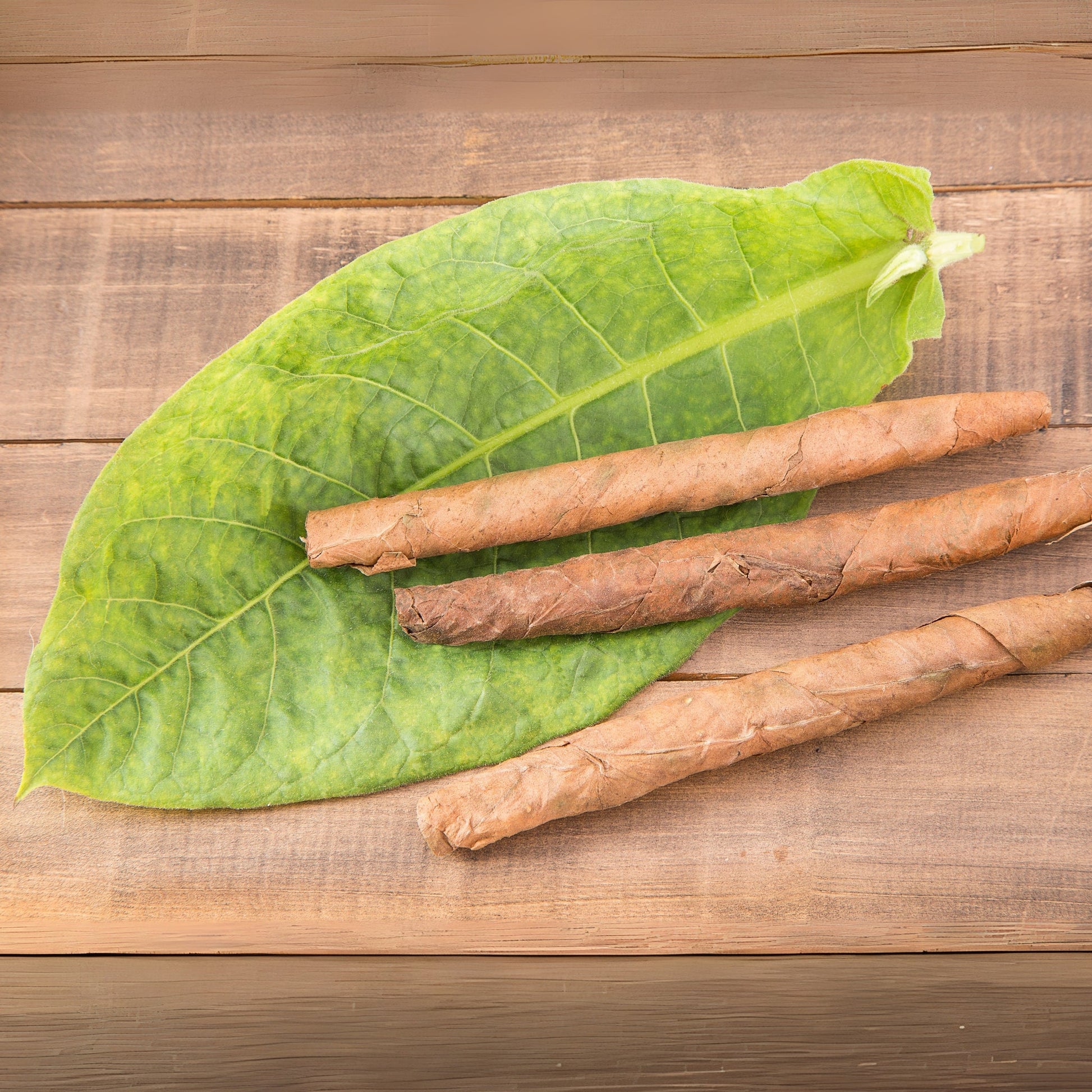 Bay Leaf & Tobacco Fragrance Oil - Wixy Soap - Fragrance