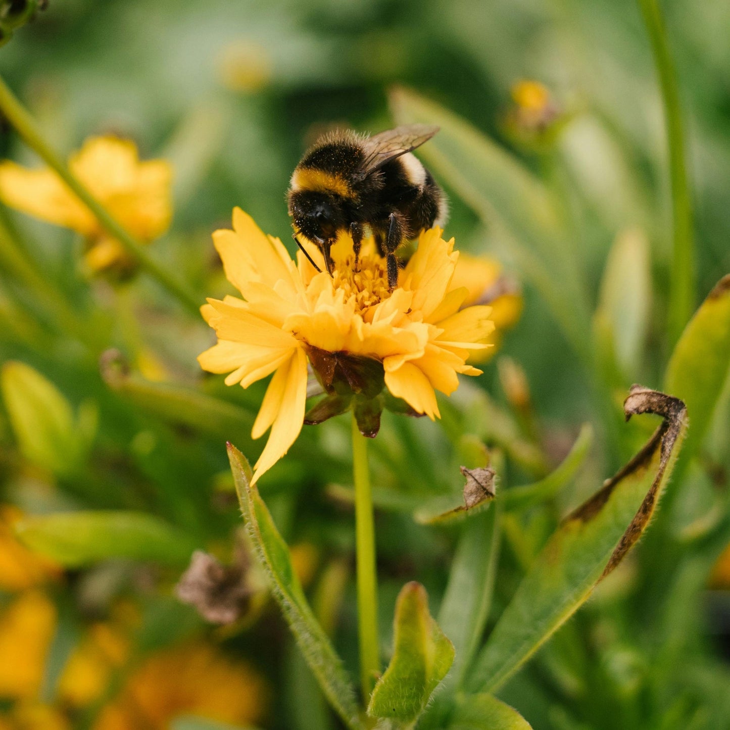 Island Nectar (BBW Dupe) Fragrance Oil - Wixy Soap - Fragrance