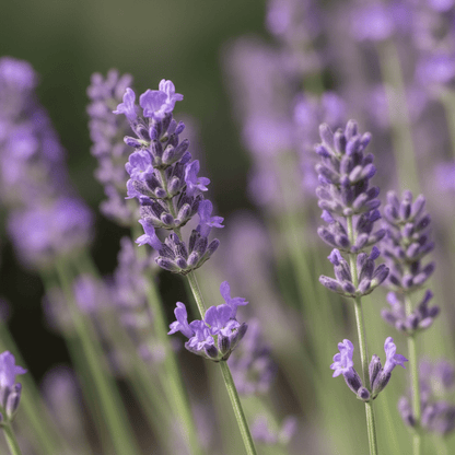 Lavender 40/42 Nature Identical Essential Oil Phthalate - Free - Wixy Soap - Essential Oil