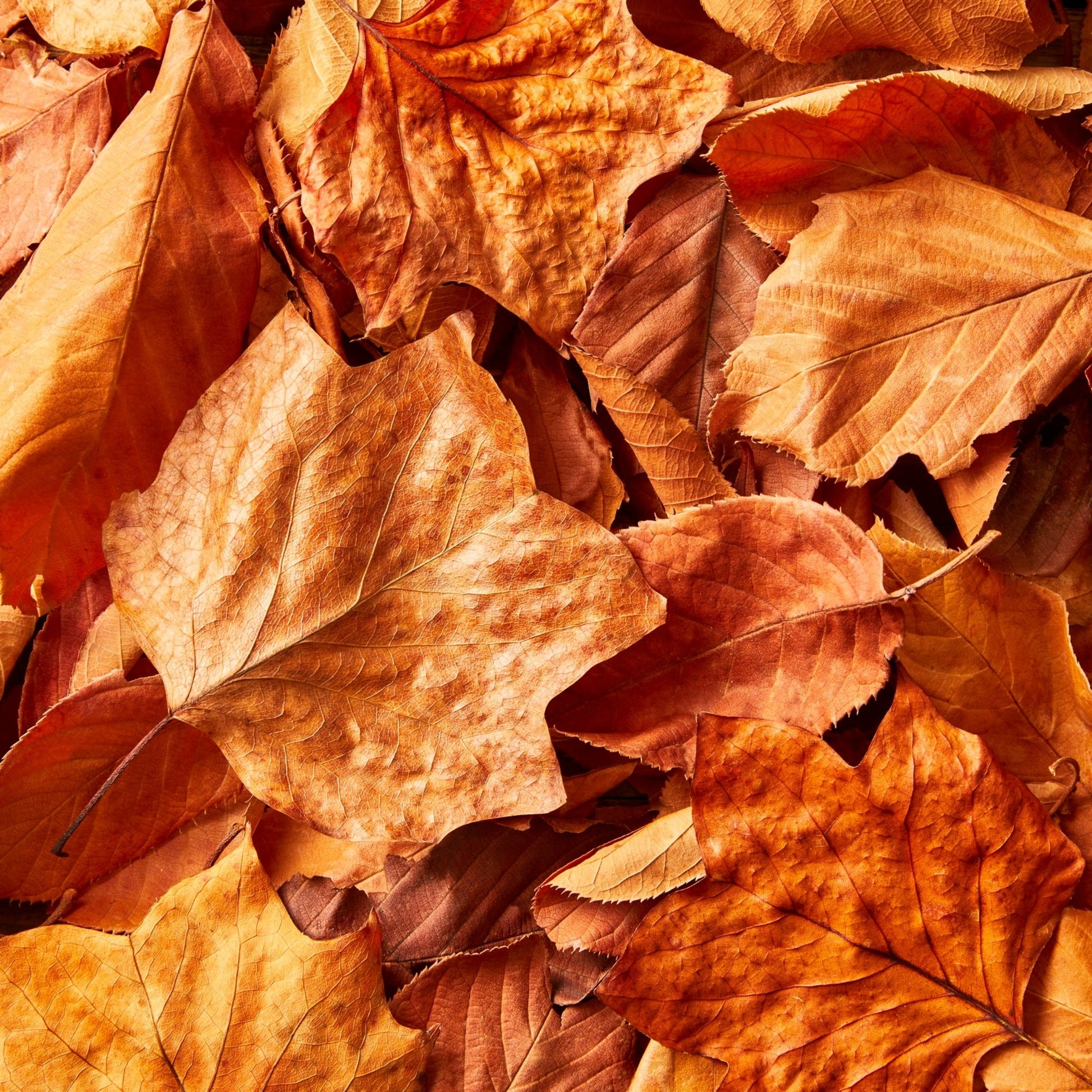 Leaves (BBW Dupe) Fragrance Oil - Wixy Soap - Fragrance