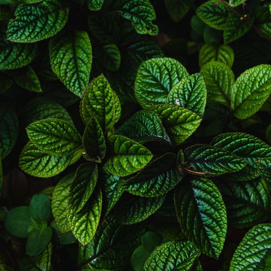 Peppermint Fragrance Oil - Wixy Soap - Fragrance