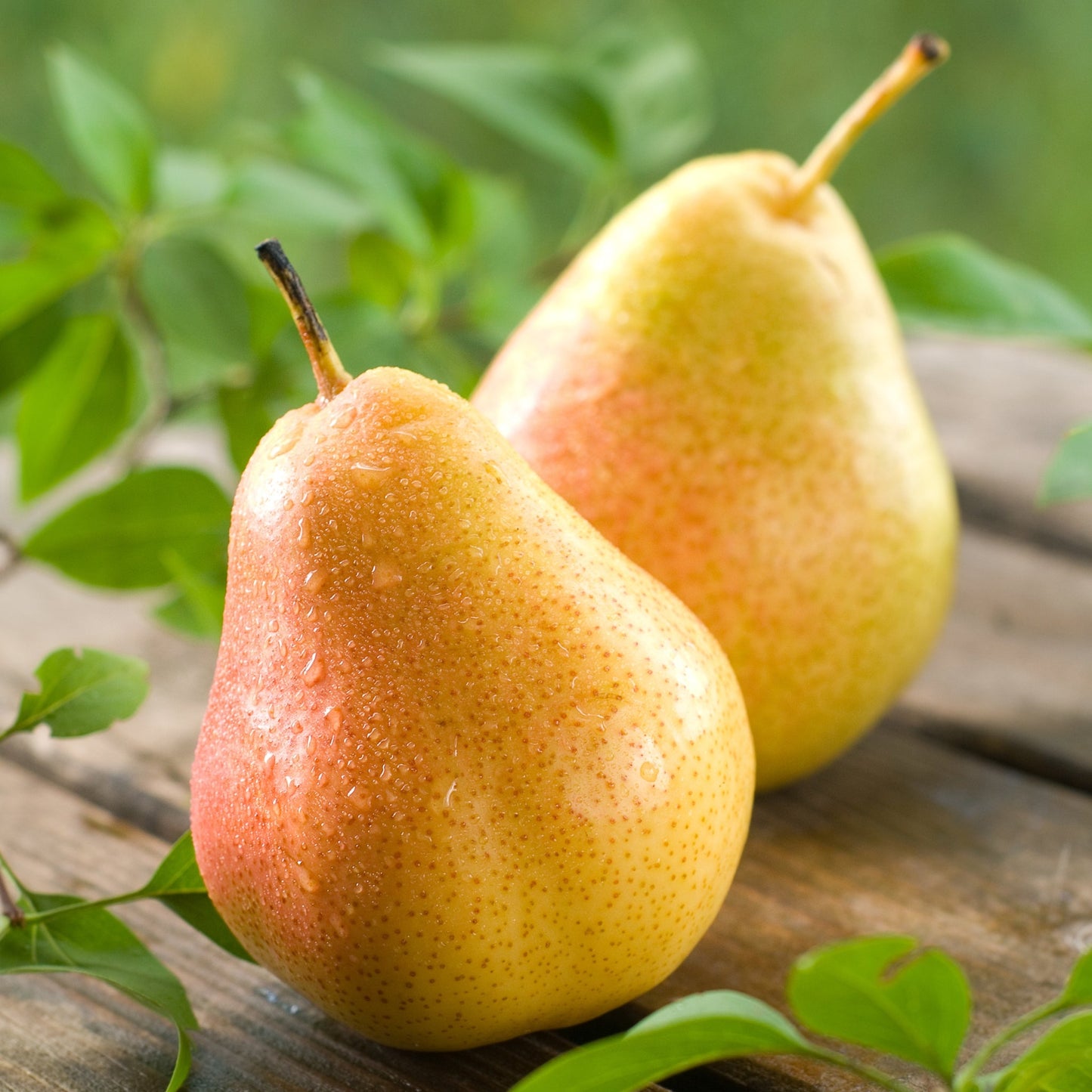 Pink Pear - Ouette Fragrance Oil - Wixy Soap - Fragrance