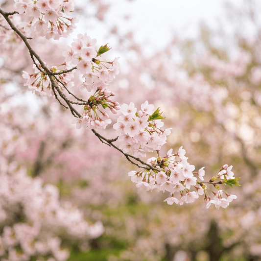 Sakura Blossom Festival Fragrance Oil - Wixy Soap - Fragrance