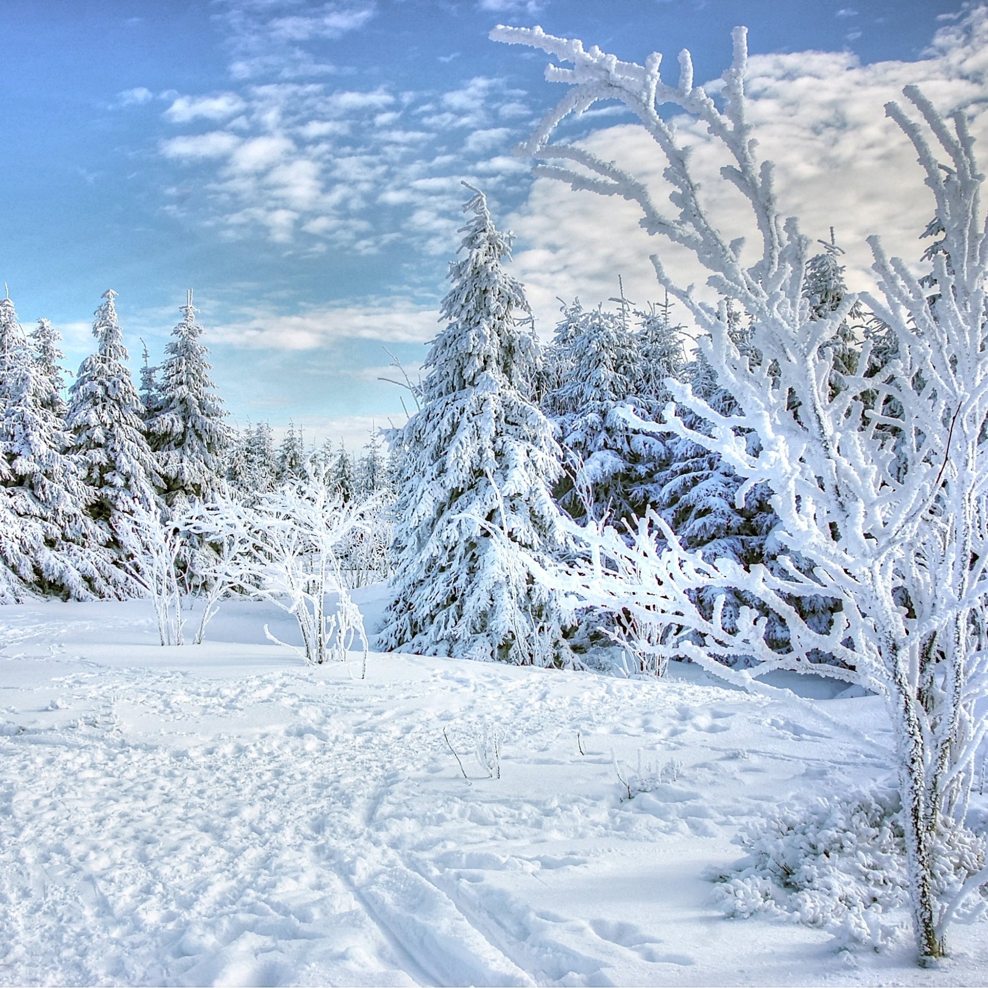 Snowy Morning (BBW Dupe) Fragrance Oil - Wixy Soap - Fragrance