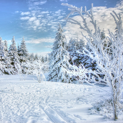 Snowy Morning (BBW Dupe) Fragrance Oil - Wixy Soap - Fragrance