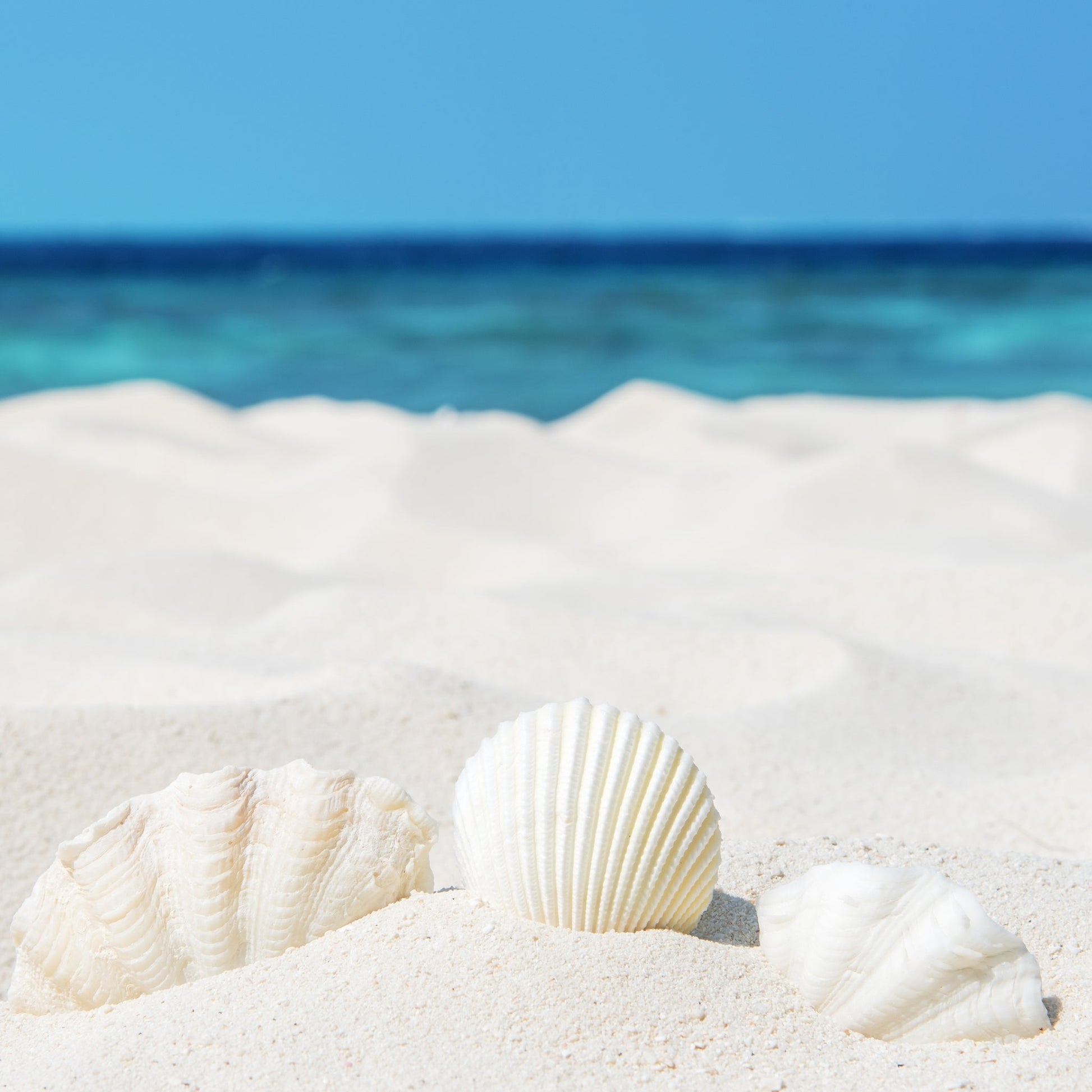 White Sandy Beach Fragrance Oil - Wixy Soap - Fragrance