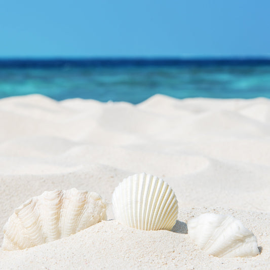 White Sandy Beach Fragrance Oil - Wixy Soap - Fragrance