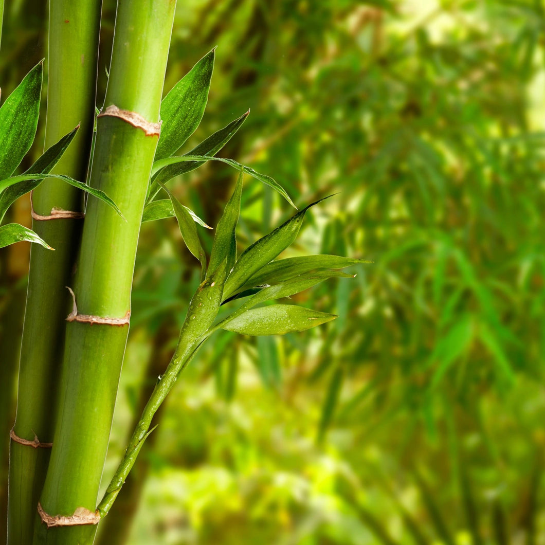 Bamboo & Teak Fragrance Oil - Wixy Soap - Fragrance