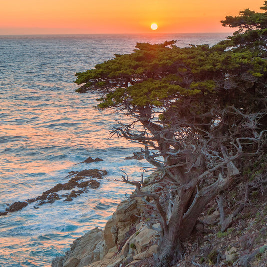 Black Salt and Cypress Fragrance Oil - Wixy Soap - Fragrance