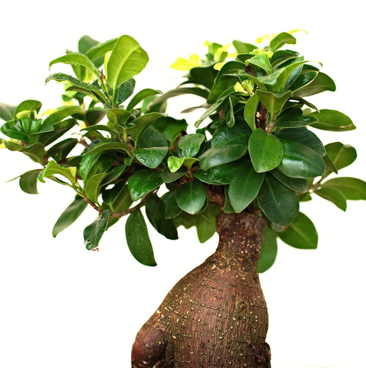 Bonzai Citrus Ginger Fragrance Oil - Wixy Soap - Fragrance