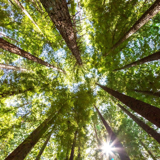 Cedar and White Oak Fragrance Oil - Wixy Soap - Fragrance