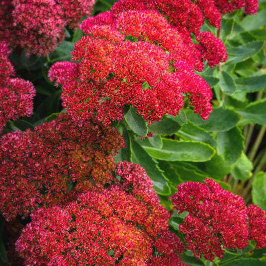 Dragon's Blood Fragrance Oil - Wixy Soap - Fragrance