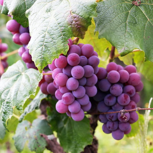 Grape Fragrance Oil - Wixy Soap - Fragrance