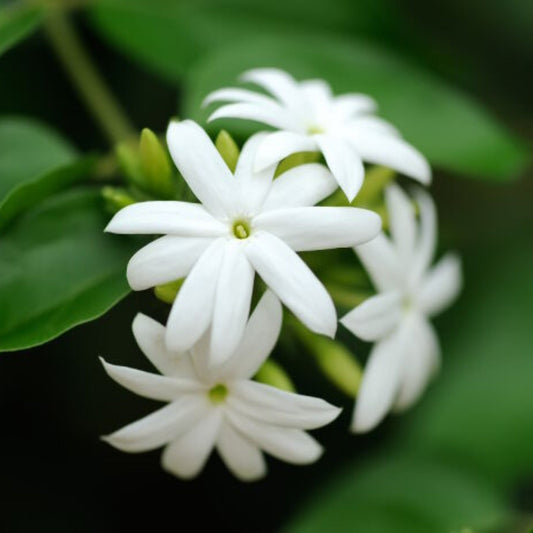 Jasmine Fragrance Oil - Wixy Soap - Fragrance