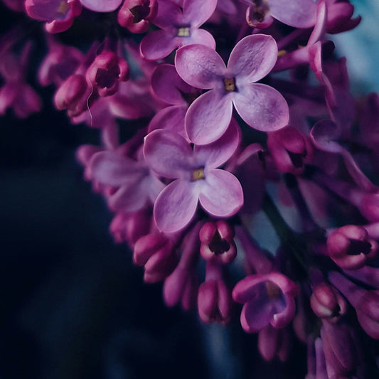 Lilac Blooming Fragrance Oil - Wixy Soap - Fragrance