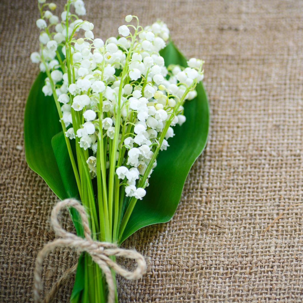 Lily of the Valley Fragrance Oil - Wixy Soap - Fragrance