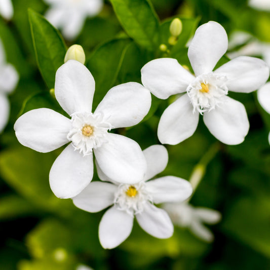 Midnight Jasmine Fragrance Oil - Wixy Soap - Fragrance