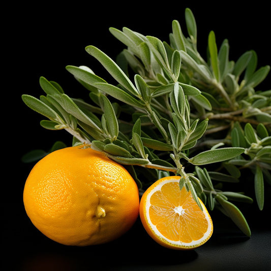 Sage & Citrus Fragrance Oil - Wixy Soap - Fragrance