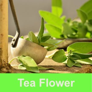 Tea Flower Fragrance Oil - Wixy Soap - Fragrance