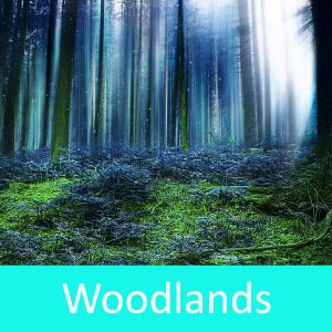 Woodlands Fragrance Oil - Wixy Soap - Fragrance