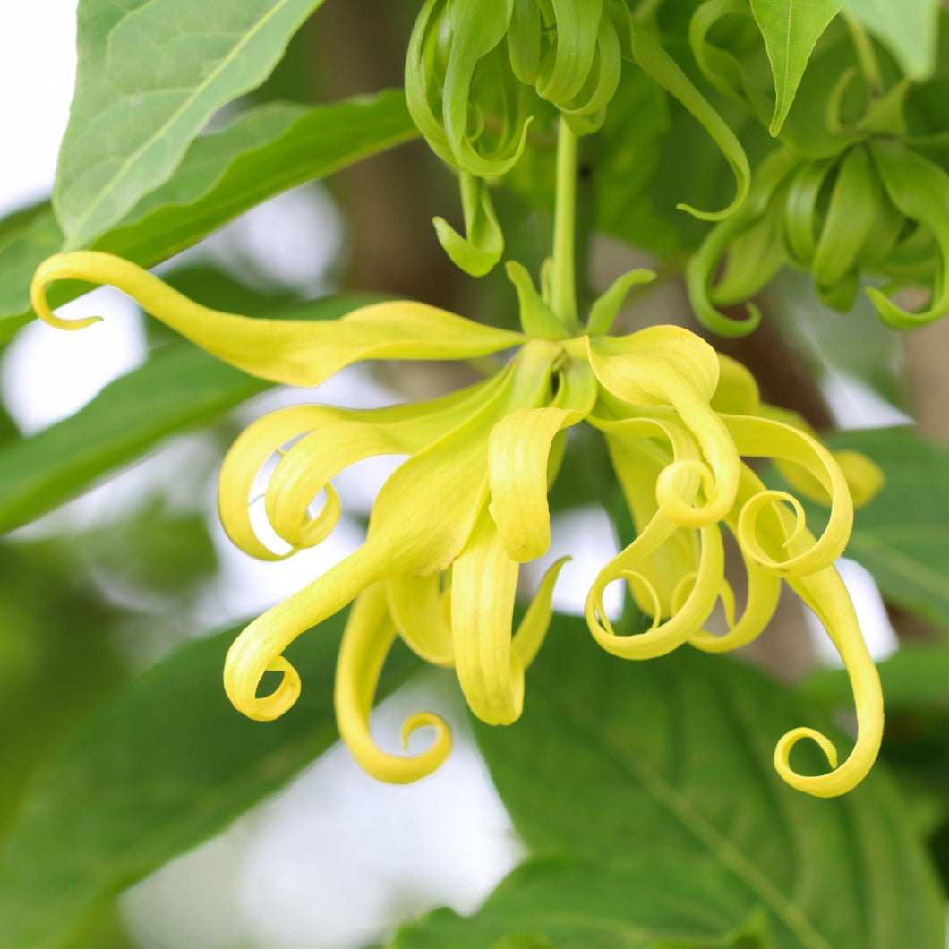 Ylang Ylang #3 Essential Oil - Wixy Soap - Essential Oil